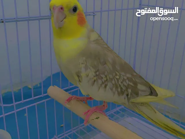 طير كروان للبيع
