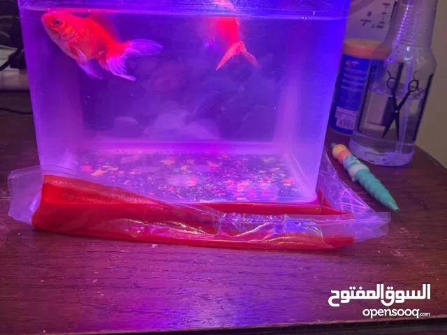 2 Fishes with Aquarium