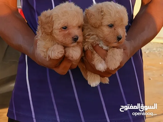 Maltipoo male and Female