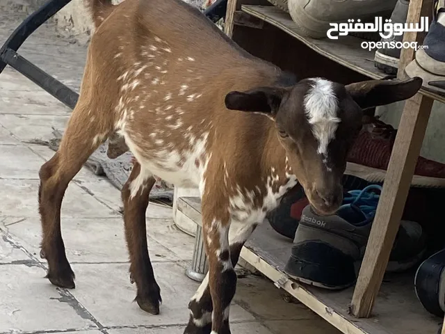 ماعز فحل بلجيكي