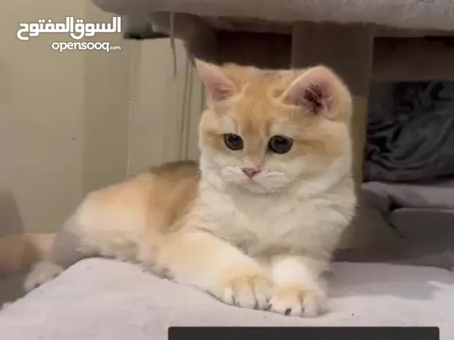 ذكر For sale male Bri ny12