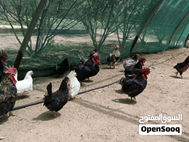 بيض للبيع فقط