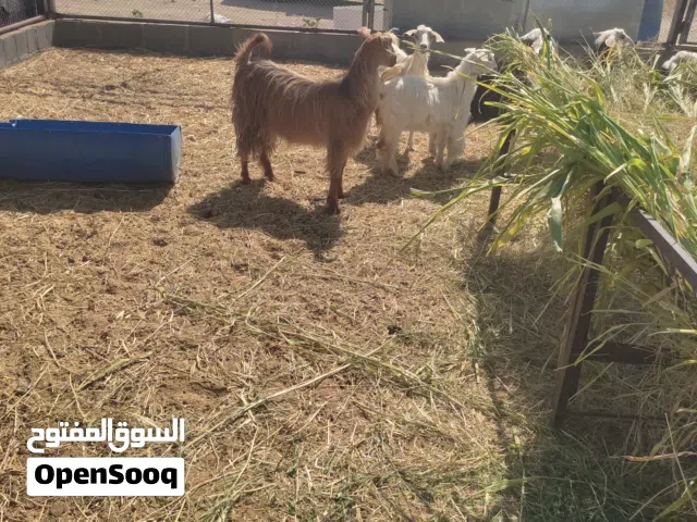سخله من الغنم الجامودي