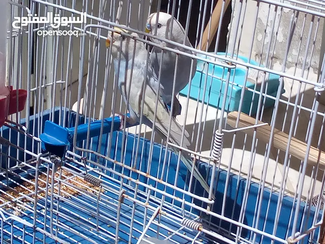 للبيع بقلينو انثي كوبيه وذكر سعر90