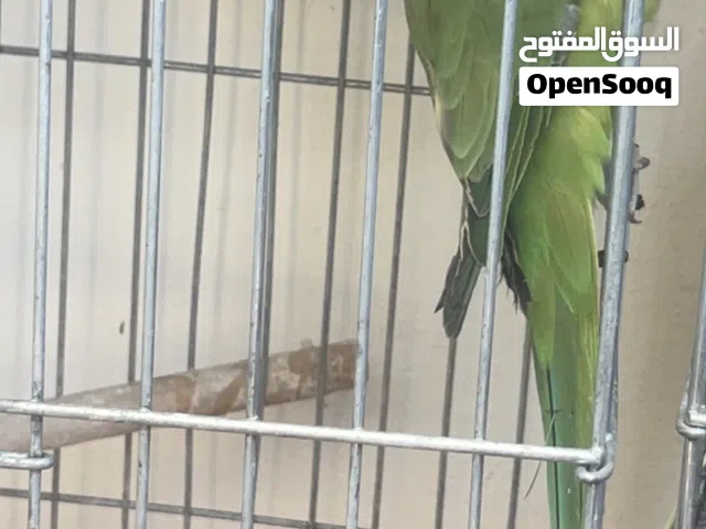 ببغاء درة للبيع