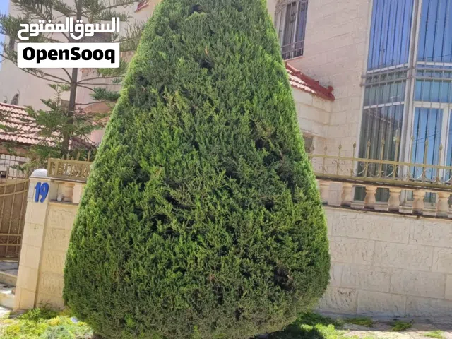 خدمة تنسيق حدائق .احمد هاني