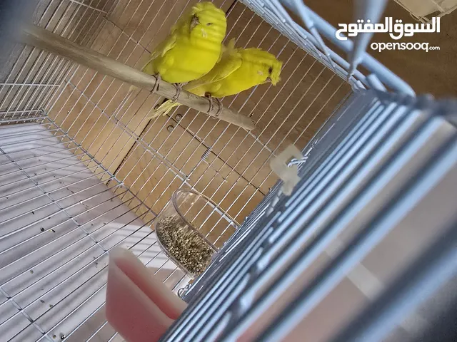 11زوج بادجي انجليزي سوبر جامبو وهوقو