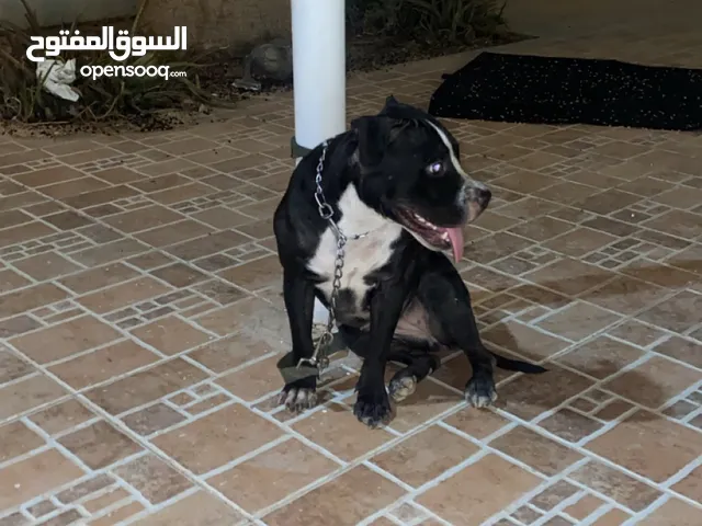كلب انثه بتبول هادي