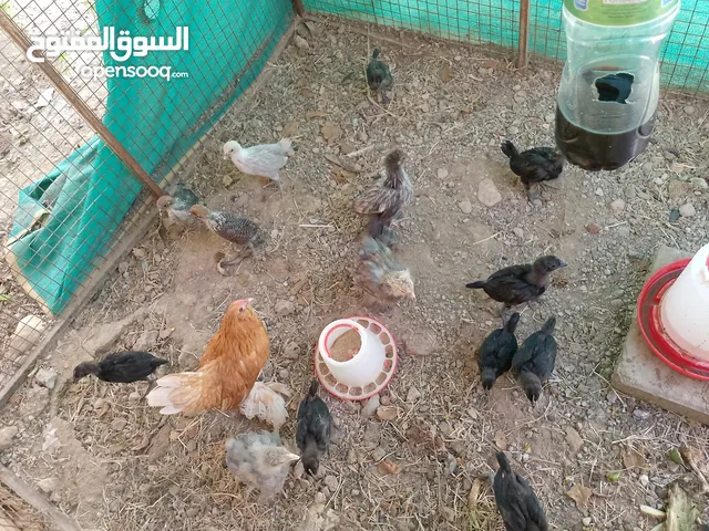 البيع دجاج