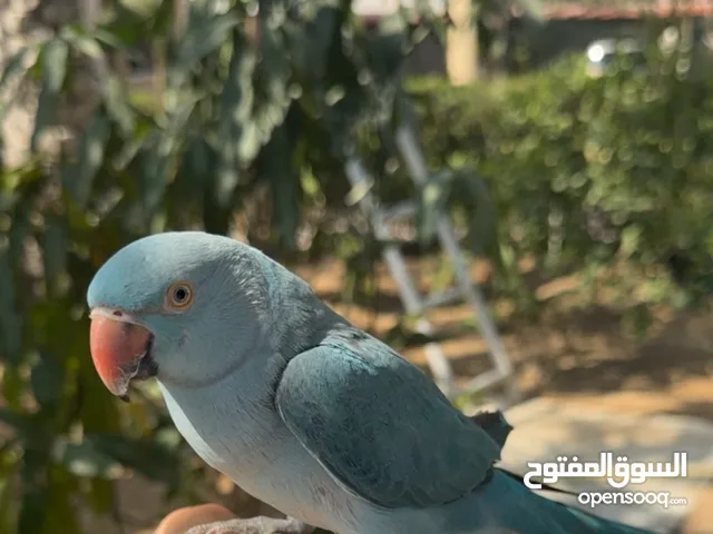 ببغاء دره ازرق أليف