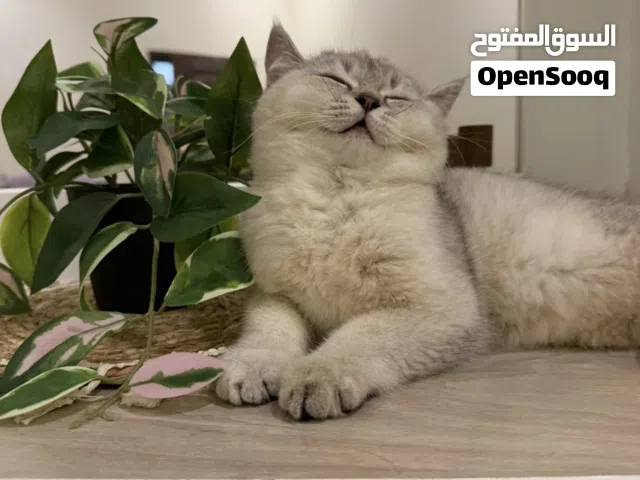قطة اسكوتش استريت انثي للبيع