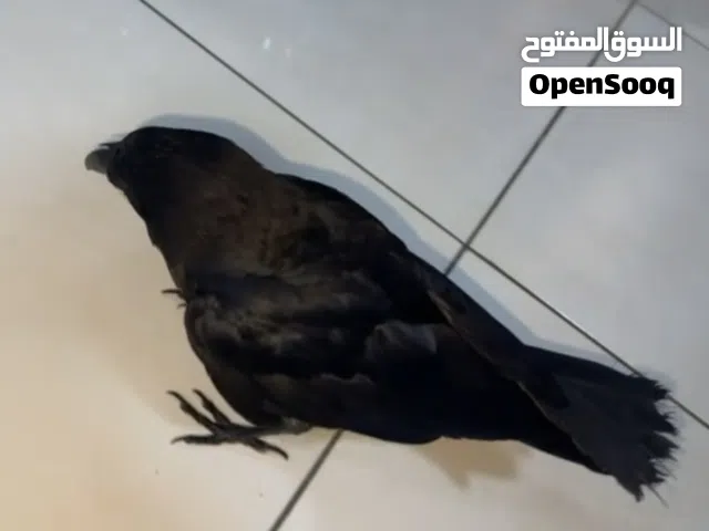 غراب ريفن للبيع