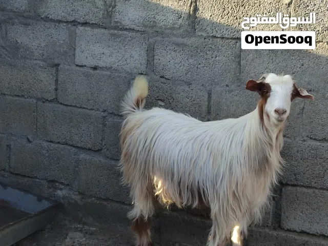 جدي للبيع سمين ما عليه كلام