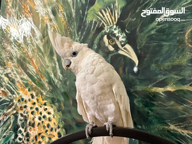 Blue eyed white cockatoo trade for another parrot free