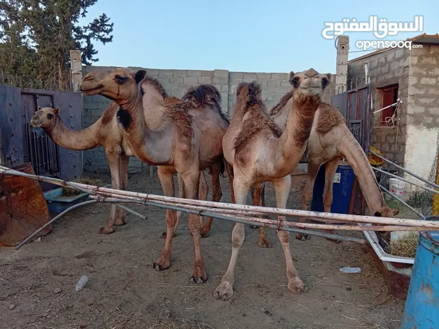 عدد أربعة من الابل الوطني للبيع