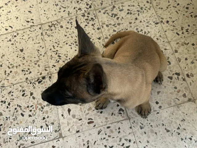 بلجم بيور ..