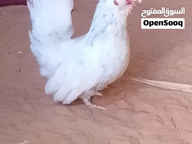 دجاجه كيني درجه اولي الله يبارك