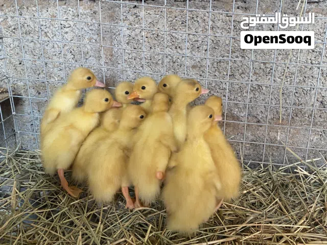 بط جميع الاحجام متوفره