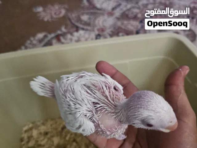 داره فرخ ابيض