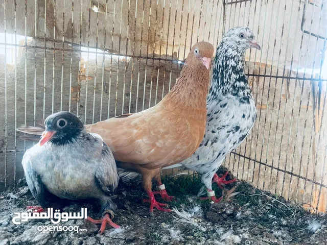 حمام كويتي للبيع قلاب