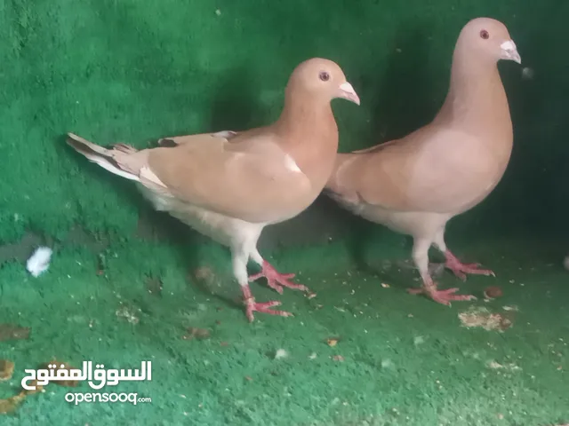 جوزين زواجل جوز صفر سعرو 25 جوز مكتيف سعرو 15 جواز مكينت انتاج