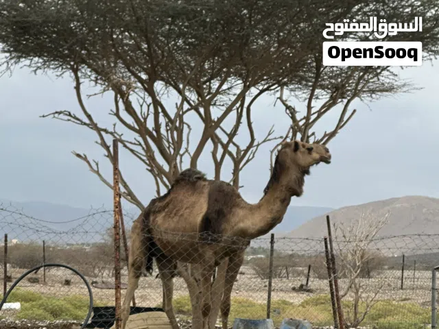 ناقه مدني للبيع