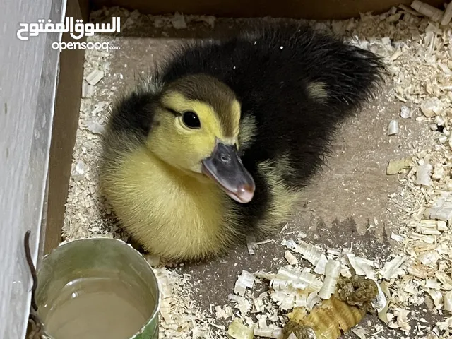 بطه للبيع - مميزه و نادره مع اكلها ومع نشاره الخشب