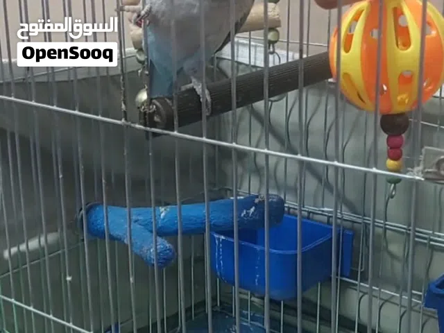 طائر كويكر نخب اول