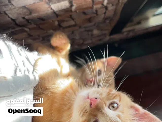 قطط للتبني