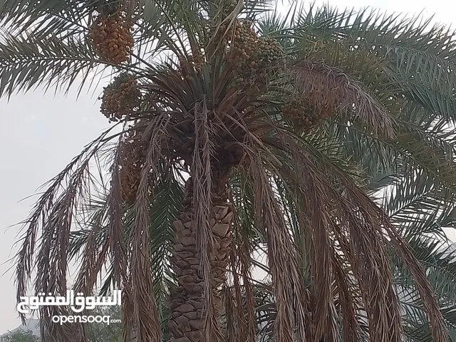 يتوفر طني خصاب5/هلالي 1/خنيزي 1 الكل 40ريال