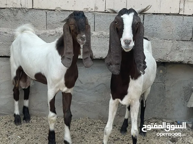 سلام عليكم صخله شاميه للبيع وراها فحل جبير