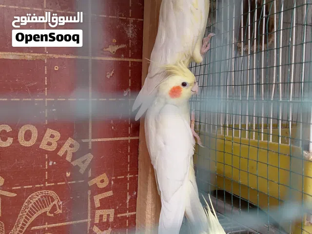 ثلاثة أزواج كوكتيل للبيع