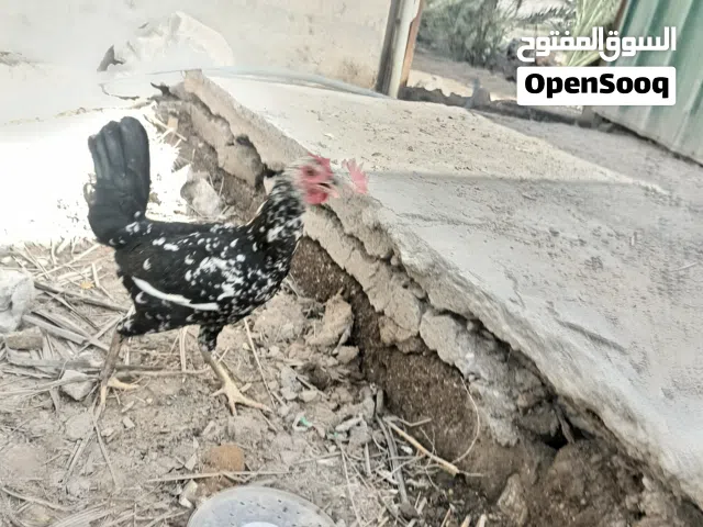 سيت دجاج عربي خط اول اقرة لتفاصيل