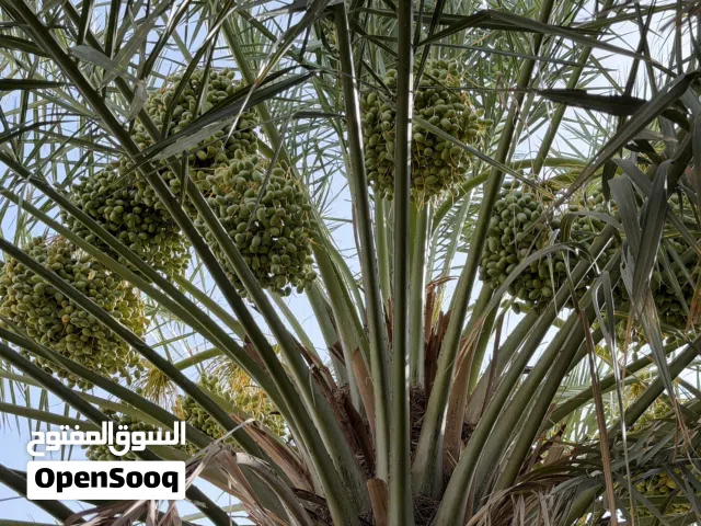 تمر خلاص لطنا ماشاءالله وشب درجة اولى