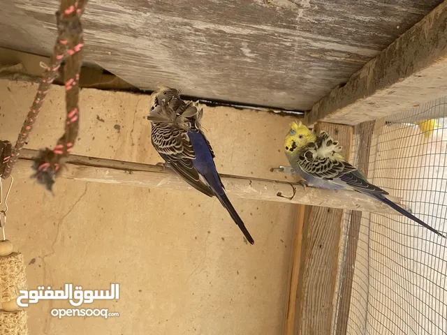Cocktail birds