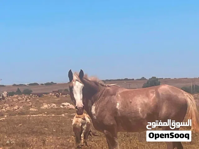 فلو للبيع 1200