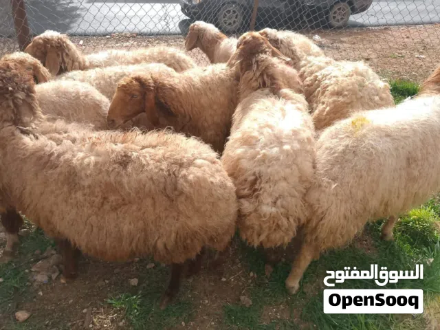 عروووض بمناسبة شهر رمضان المبارك حلال بلدي نخب اول عقائق ومجنوي ونذر ولحم ومن