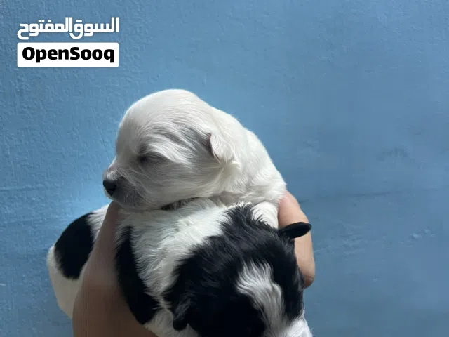 كلب فرنسي حجم صغير ما بكبر (ميني )