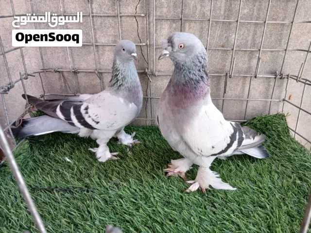 كوبية تاكلا عمودي
