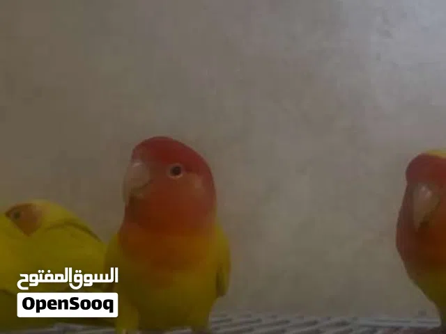 طيور لاتينو اوبلاين اورنج انتاج محلي