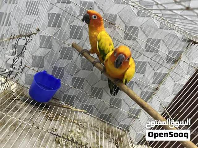 للبيع زوج صن كنيور اقرا الوصف