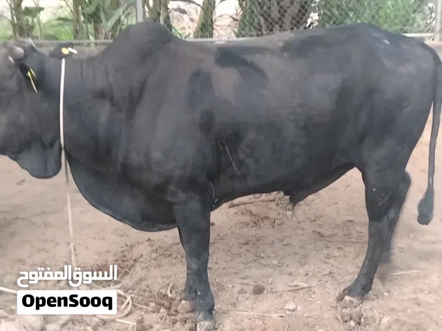 ماشاء الله تبارك الرحمن ثور أسود ظفاري فخم قوة وهيبة وجسم مرتب بفتح النفس مع التفاويض