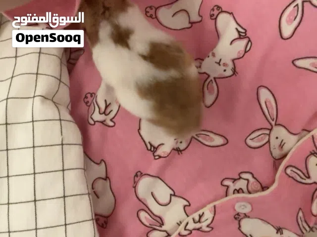 هامستر البف شرط ربوه و انتاج