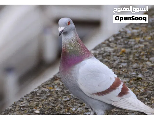 موجود 15 حبه حمام بلدي للبدل