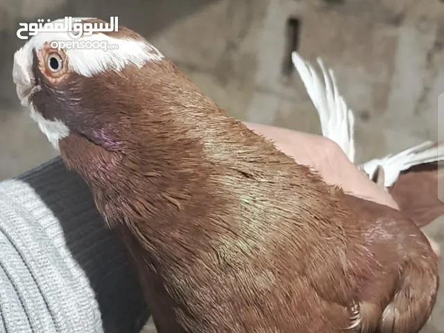 اربع فحول بصلاه علنبي