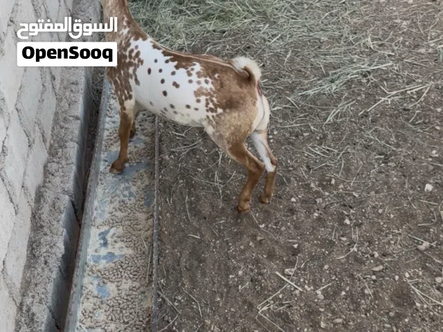 تيس متيل فاخر