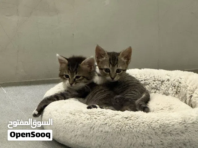 Two gorgeous kittens for adopt