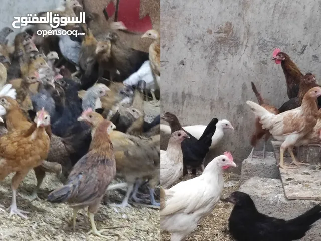 متوفر دجاج عماني عدد مفتوح مختلف لاعمار