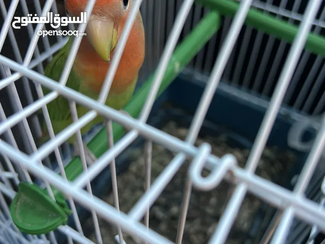 بسم الله ماشاء الله بركديلو يتكلم في الوجه