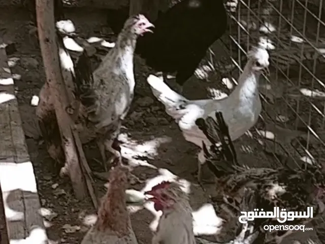 جاج عدد16 اثنين سلطاني و الباقيه عربي